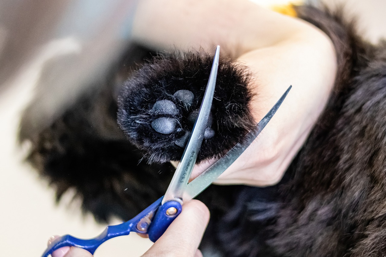 The Benefits of Routine Grooming for Pet Health